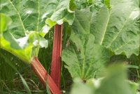 Smart Gluten-Free Freezing: Rhubarb Prep for Perfect Strawberry Smoothies