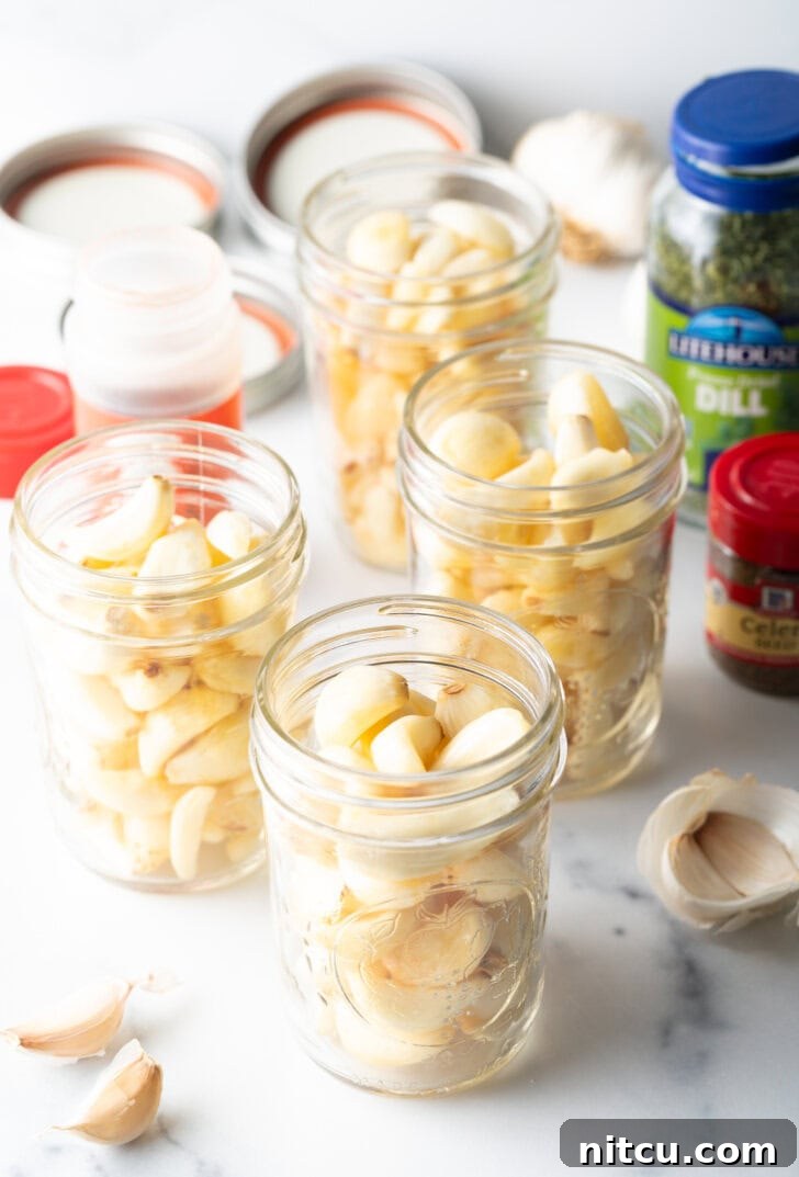 Zesty Pickled Garlic 5 Four glass mason jars stuffed with fresh raw garlic cloves.