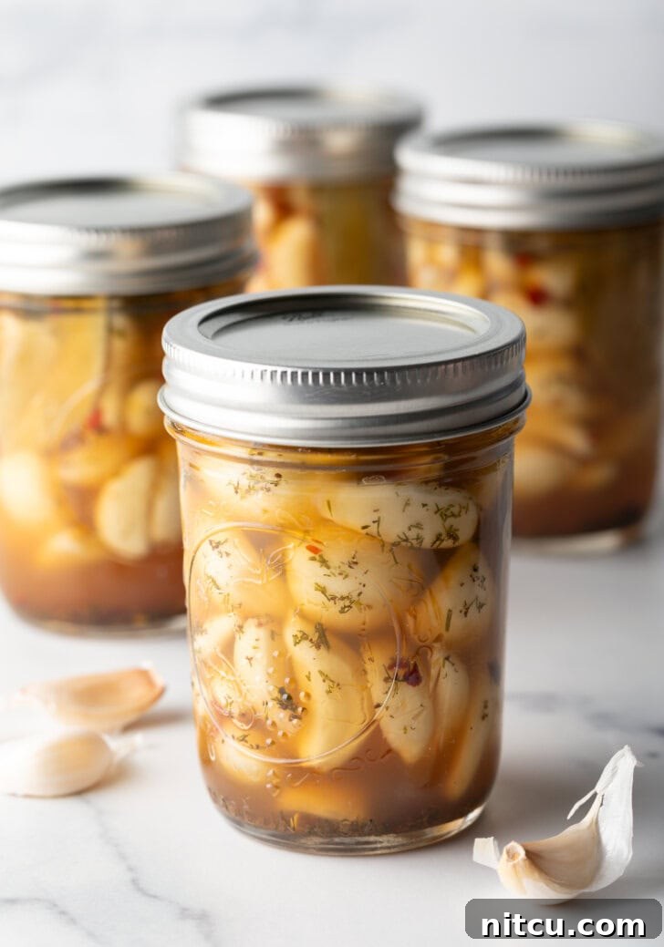 Zesty Pickled Garlic 8 Glass jars of pickled garlic sealed with metal lids.