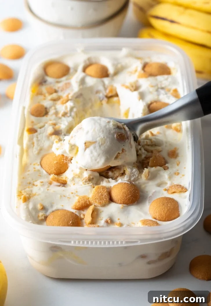 Effortless Banana Pudding Ice Cream 2 A generous container of luscious no-churn banana pudding ice cream, beautifully topped with golden Nilla wafers, with a metal scooper poised to serve a delightful portion.