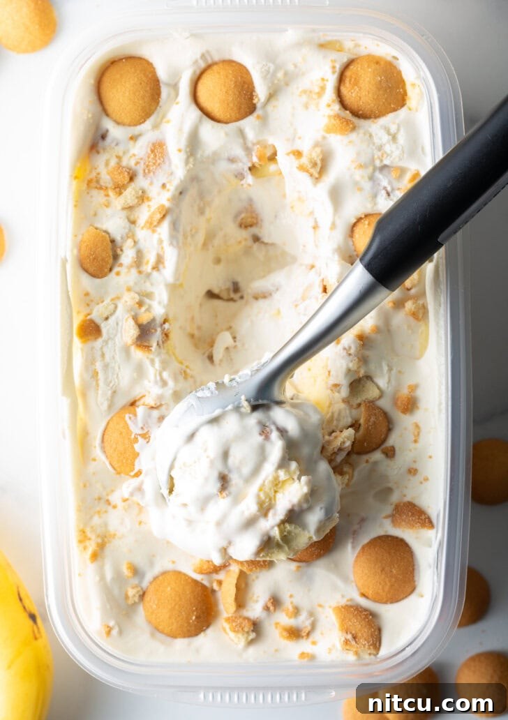 Effortless Banana Pudding Ice Cream 10 A close-up of a container of homemade no-churn banana pudding ice cream, lavishly topped with Nilla wafers, as a metal scooper carves out a smooth, inviting portion.