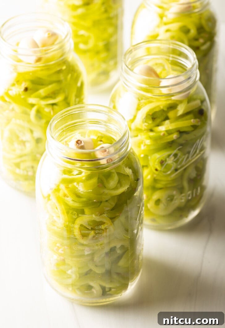 Sweet and Tangy Pickled Banana Peppers 6 Full jars of pickled peppers. The lids are off to show the slices of peppers.