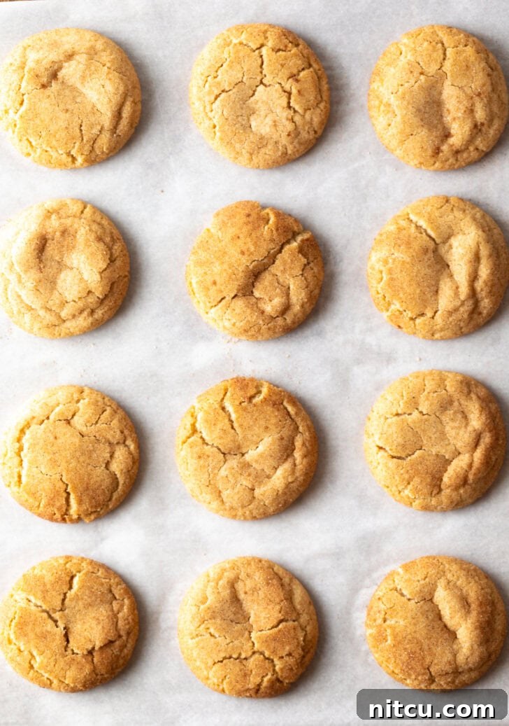 Mexican Biscochitos 8 An overhead shot of a dozen beautifully baked cinnamon cookies, arranged on parchment paper.