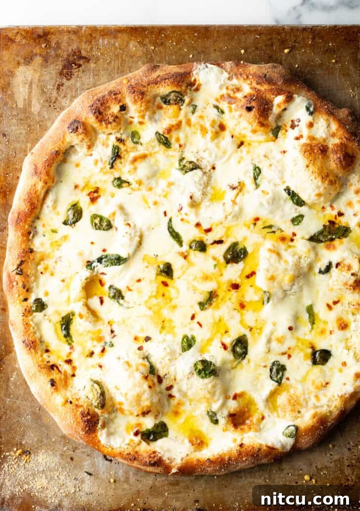 Homemade White Pizza Perfection 12 Top down view of a whole baked white pizza on a baking sheet, golden and delicious.