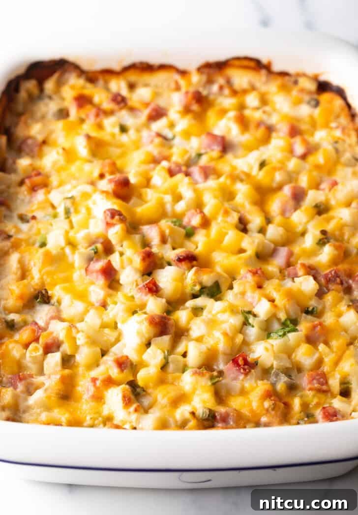 Golden Ham and Potato Bake 11 Baked ham and potato casserole, golden brown and bubbly, in a white dish.