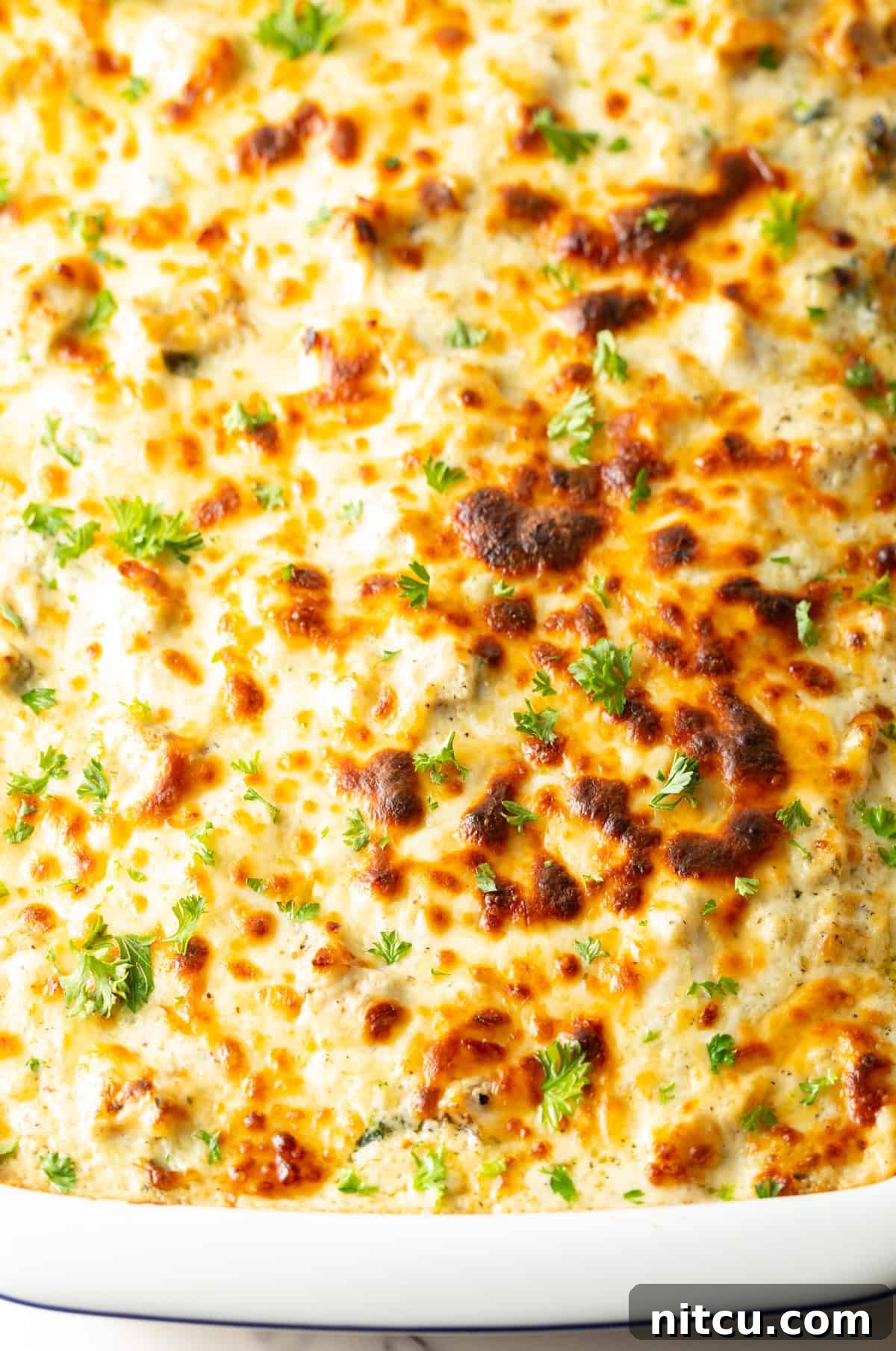 Velvety Chicken Alfredo Lasagna 10 A top-down shot of a white rectangular baking pan filled with a freshly baked, bubbly chicken Alfredo lasagna, golden-brown and ready to serve.