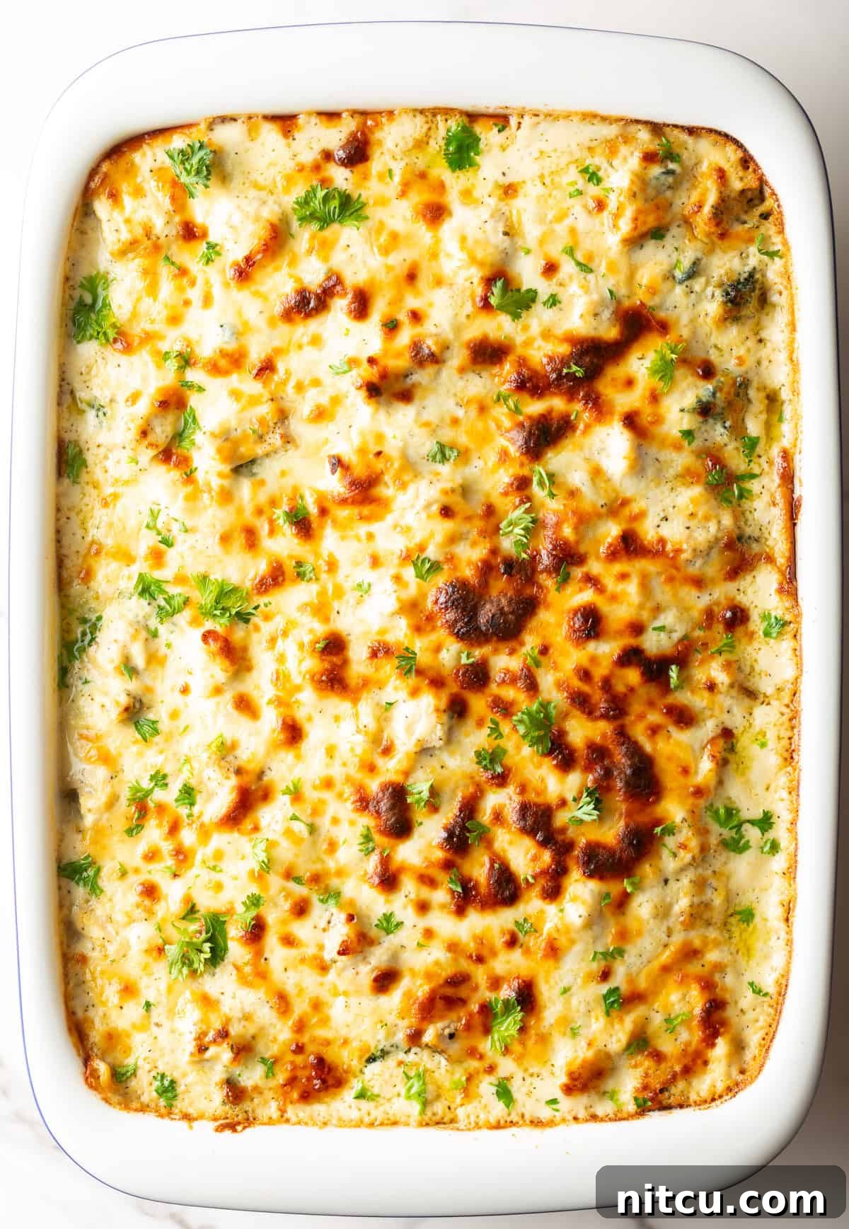 Velvety Chicken Alfredo Lasagna 3 A pristine white baking dish filled with a bubbling, golden-brown chicken Alfredo lasagna, ready to be served.