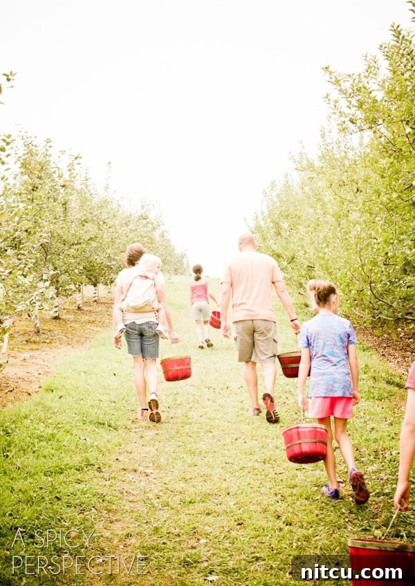 Family enjoying apple picking in an orchard