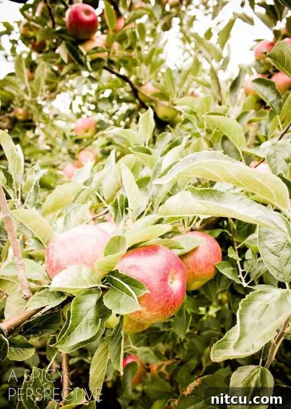 Hand holding a basket of freshly picked apples