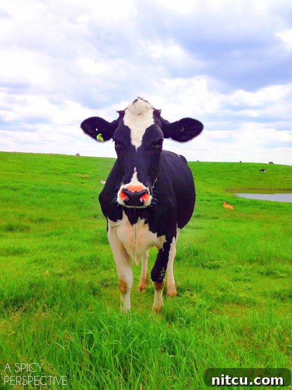 Helen the cow, a friendly and inquisitive resident of Blue Diamond Dairy. #kitchenconvo