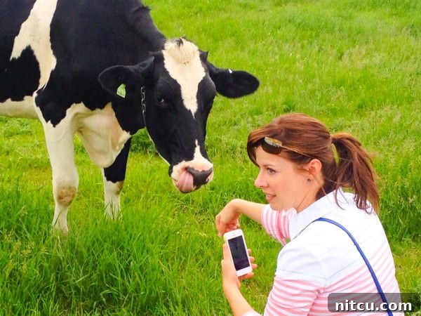 Helen the Cow, making friends on the farm. #kitchenconvo