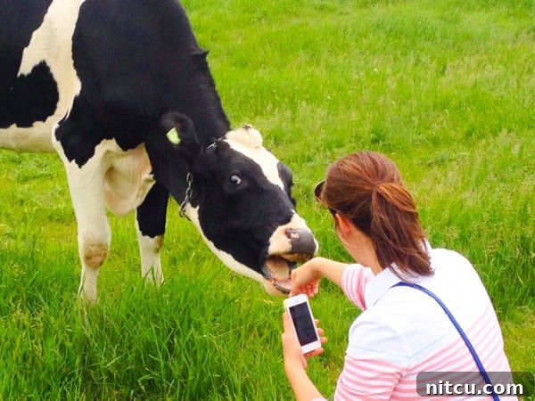 Blogger experiencing farm life at Blue Diamond Dairy. IMG_3005