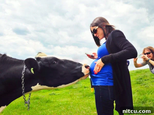Helen the friendly cow giving Maria's baby a sweet kiss. #kitchenconvo