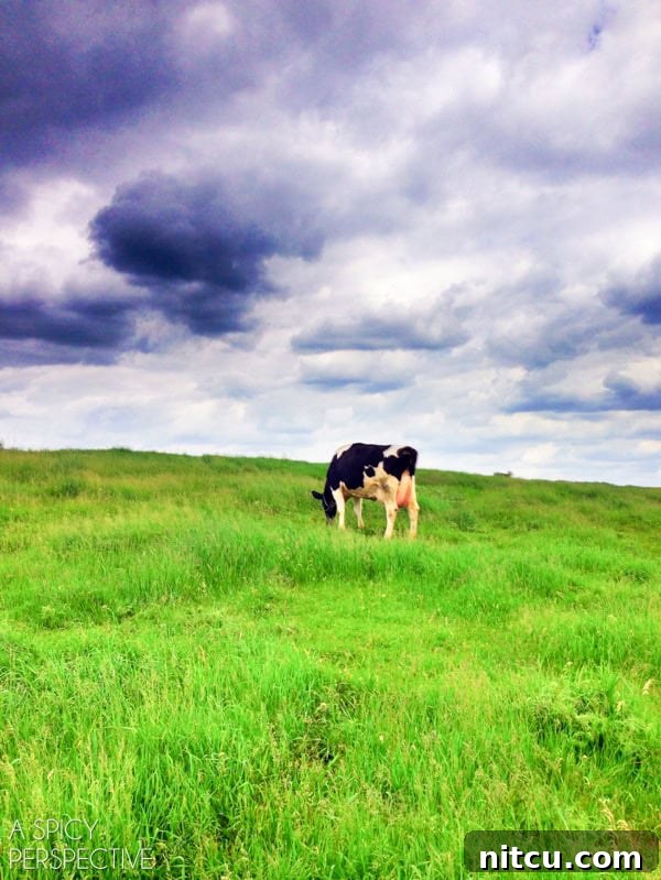 Blue Diamond Dairy, home to dedicated farmers and friendly cows. #kitchenconvo