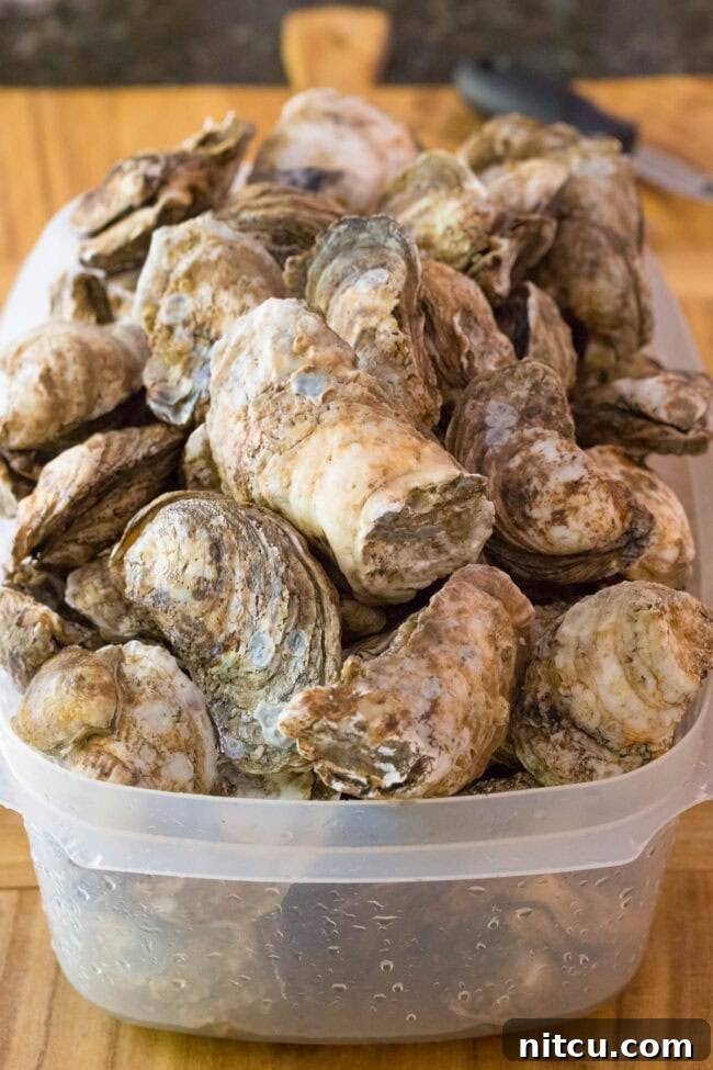 Mastering the Oyster Shuck 4 How to Shuck an Oyster - tub full of cleaned oysters