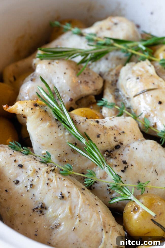 Tender Garlic Butter Slow Cooker Chicken and Potatoes 7 A close-up, side view of perfectly cooked garlic butter chicken and potatoes, garnished with fresh herbs, showcasing the tender textures.