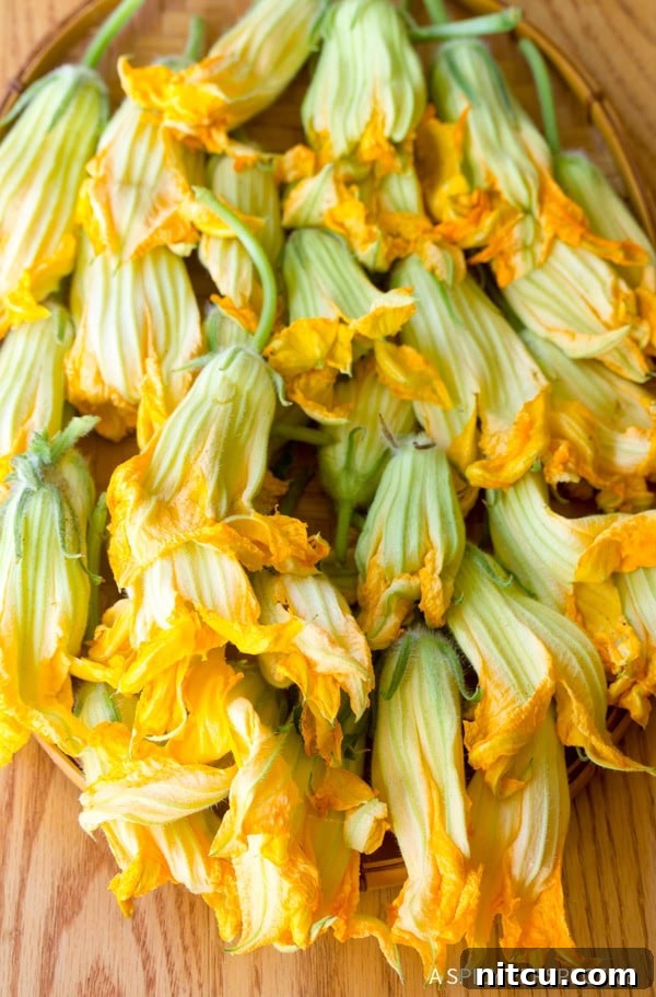 Artisanal Stuffed Squash Blossoms 5 Squash Blossoms Recipe preparation, showing the fresh blossoms ready for stuffing.