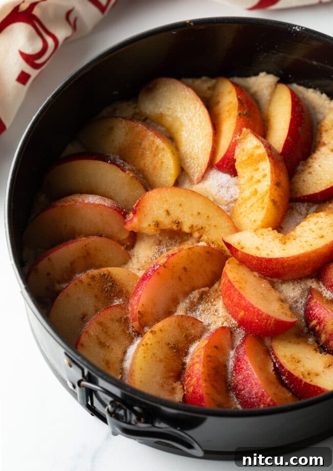 An easy, rustic plum cake in a springform pan, freshly baked with a golden crust and tender plums.