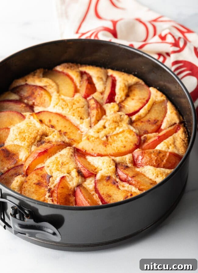 A freshly baked easy plum cake still in the springform pan, golden brown and inviting.