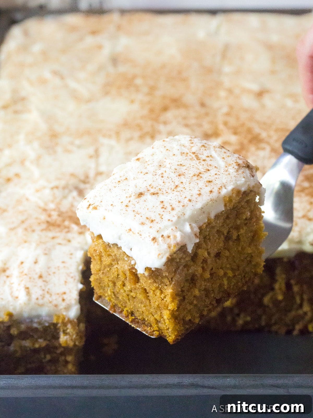 Harvest Pumpkin Slab Cake 9 A piece of Spiced Pumpkin Sheet Cake with Buttermilk Frosting being lifted out of the pan, showing its thick layer of frosting.