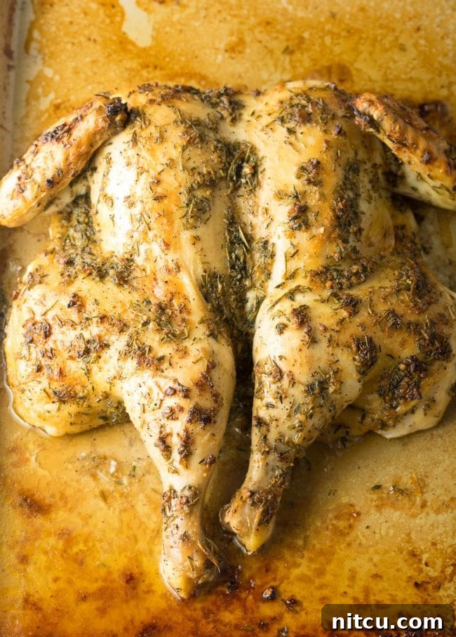 Spatchcocking Chicken Made Simple 12 Spatchcocking Tips and Garlic Herb Roast Chicken Recipe