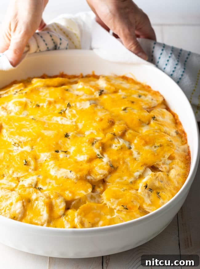 Golden Baked Creamy Potato Delight 4 Best Potatoes au Gratin Recipe - hot in baking dish with cheese on top