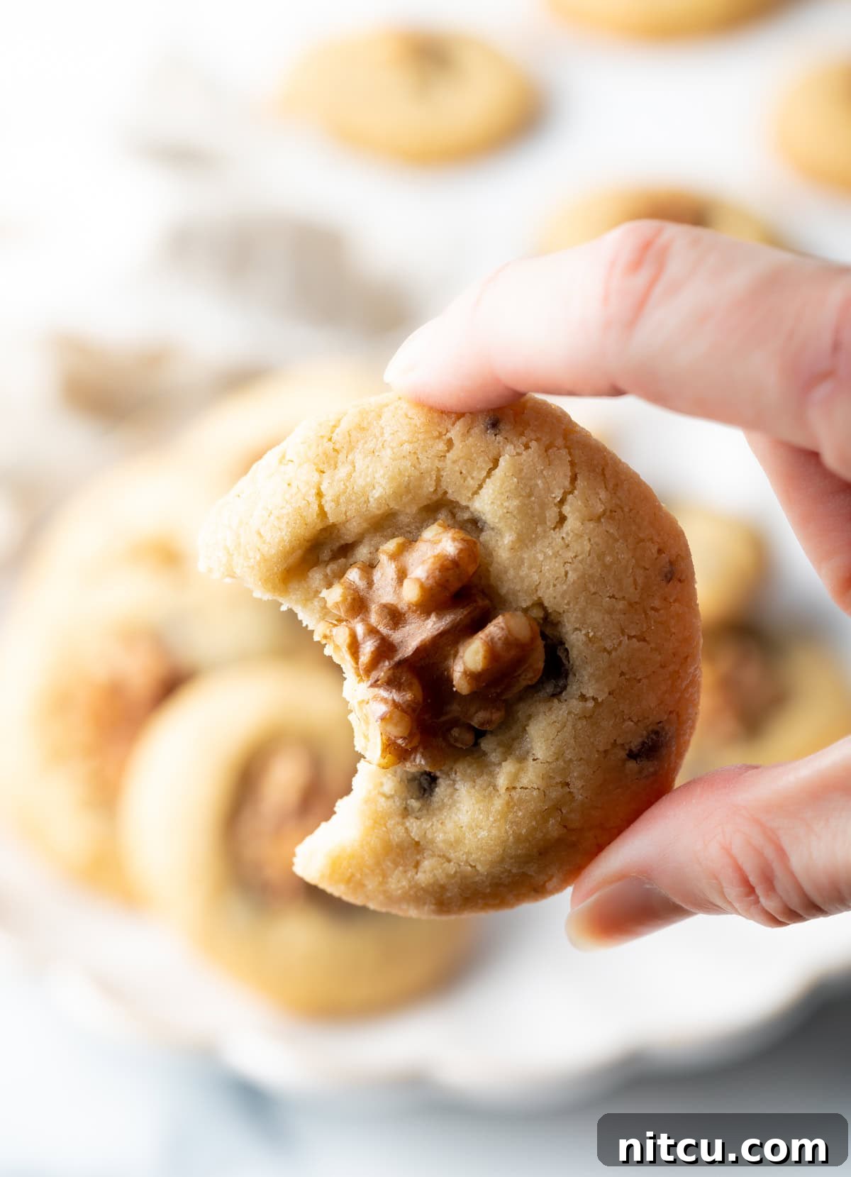 A hand holding a chocolate chip and walnut cookie with a bite taken out of it.